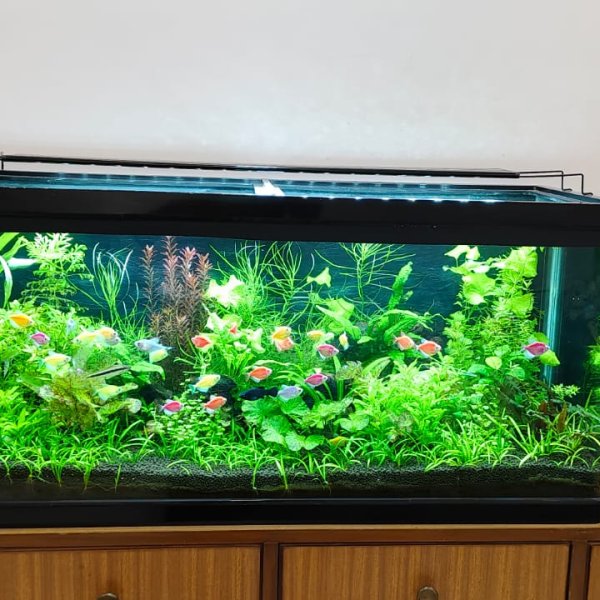 Planted Aquarium