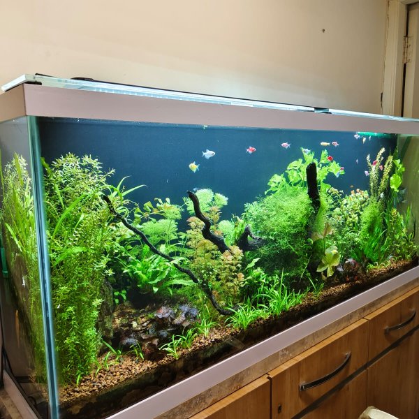 Planted Aquarium