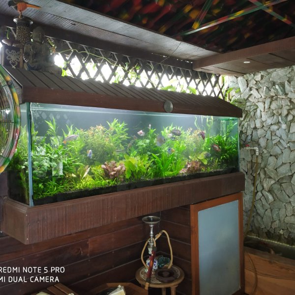 Planted Aquarium