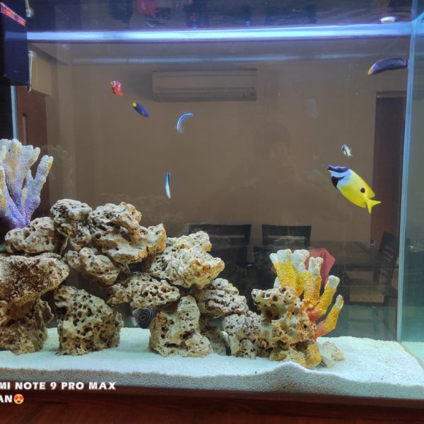 Marine Aquarium