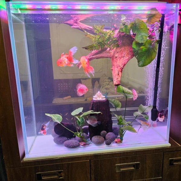 Gold Fish with Anubias & Ferns