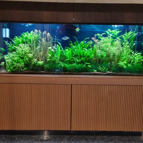Planted Aquarium - Commercial