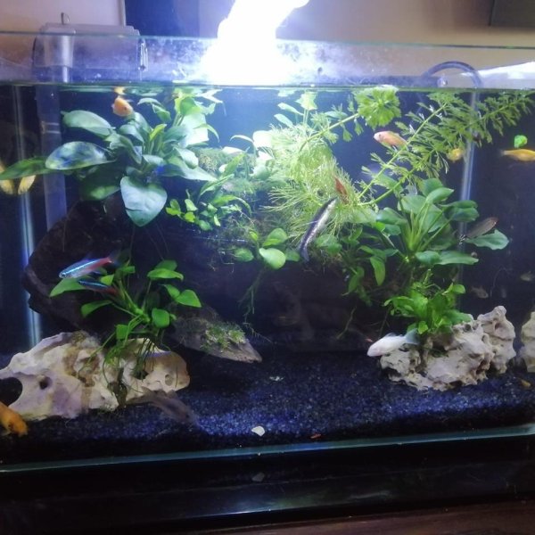 Semi-Plantation Aquarium