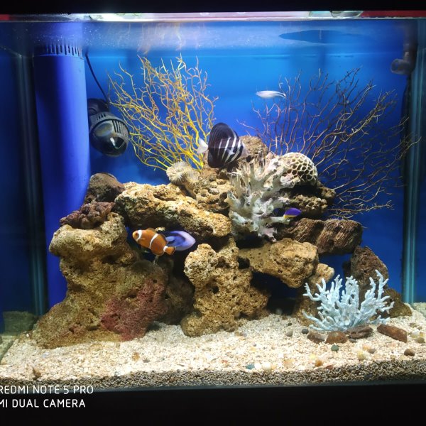 Marine Aquarium
